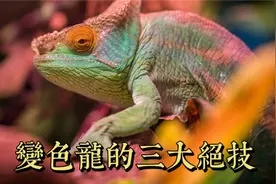 变色龙的三大绝技视频封面