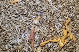 蝎子吃面包虫，反过来蝎子也是面包虫的食物！