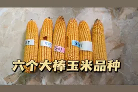 六个超级大棒玉米品种，对比明显，农民朋友想高产要买好种子。