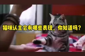 猫咪认主会有哪些表现，你知道吗？