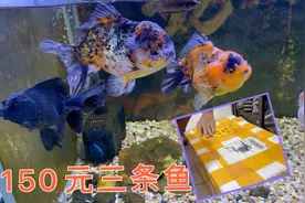 老公花150元买三条泰狮金鱼，泰狮兰寿金鱼混养，这个价格值吗？