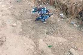 奇妙的动物，公鸡总是欺负母鸡