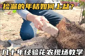 捡漏的年桔如何上盆？几十年经验老花农现场教学，建议收藏视频封面