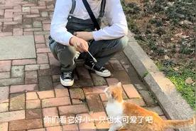 见过撸一次猫咪500块的嘛！视频封面