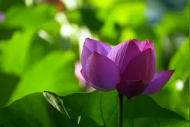 『五音疗疾』安稳情绪，缓解紧张焦虑，心情不好，火气大听听它…