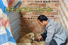 从老肥家拿回来的小白狗，终于迎来了第二胎，看看这次有多少小狗视频封面