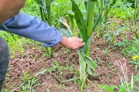 有网友叫我们把玉米两片底叶去掉，底叶能去掉么