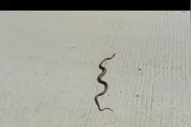 采野菜的路上遇到了一条蛇！朋友们知道这是什么蛇吗？视频封面