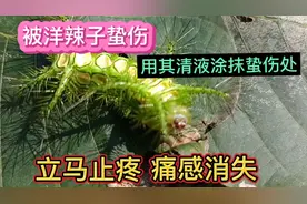 被洋辣子蛰伤用其清液涂抹蛰伤处立马止疼痛感消失