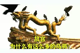 天安门为什么会有这么多乌鸦？原来和故宫的主人们有关！