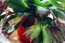 五月了，蟹爪兰还不长新叶，赶快这样做吧！视频封面