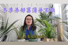 养护菖蒲很简单，详细分享叶片发黄干尖患红蜘蛛安全过冬的问题视频封面