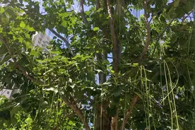 在路边看到了这种树，好奇怪呀，结的像长豆角一样，这树叫啥名