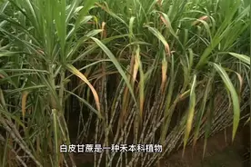 甘蔗新式种植方法，横着下种，双排蔗苗，增产翻倍