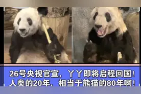 26号央视官宣丫丫即将启程回国！人类的20年相当于熊猫的80年啊！视频封面