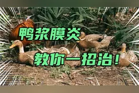 冬季养鸭不会防治浆膜炎？料里加一些，轻松搞定，老手养殖都会用