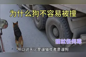 开车为什么会撞到猫 却很少见到狗被撞 听小伙给你详细解释清楚视频封面