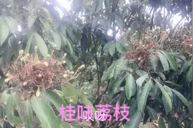 广西灵山荔枝那个品种好吃呢？这个品种不得不尝了