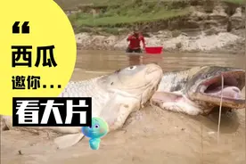 小伙抓鱼后续视频封面