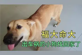 小黄狗被车撞了失踪24小时以后自己找回家了，真是福大命大呀视频封面