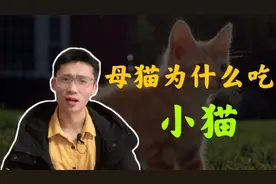 有些母猫为什么会吃小猫，有什么原因呢？