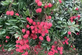 中国红收购价一路飙升，目前已升到6到7元一斤