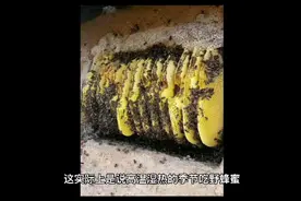 7月生蜜吃不得！吃野蜂蜜中毒的原因，哪种蜂蜜更安全？