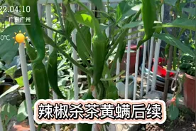 辣椒长了茶黄螨，喷施茶籽水+石灰水一星期了，来看效果怎样了？视频封面