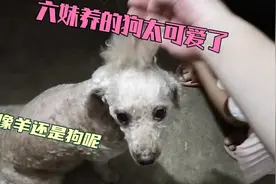 这个狗是六妹养的，小清第一次见这么可爱狗，它长的像羊还是狗呢视频封面