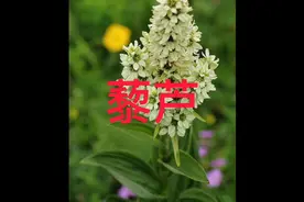 今天带你了解中药藜芦的功效与作用