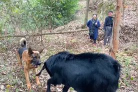 牧羊犬贝儿跟黑公羊打起来了，现场还有围观群众，你们猜谁赢了？
