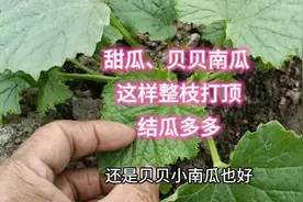 甜瓜、贝贝南瓜怎么整枝打叉？掌握这几点。结瓜多又多