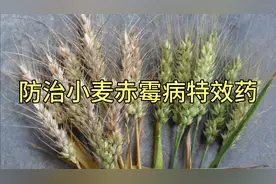 这几个药剂是防治小麦赤霉病特效药，两遍就能解决问题视频封面