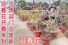 迎春花的花色端庄秀丽，气质非凡，有不畏寒威，不择风土的品质。视频封面