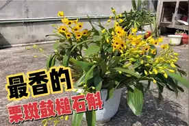 最香的栗斑鼓槌，爆花时香气扑鼻，非常好闻视频封面