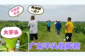 广东芋头收购商给价，农户不能接受！大家觉得这个价格怎么样？视频封面