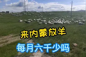 在美丽的内蒙古大草原放羊，每月工资六千少吗？视频封面