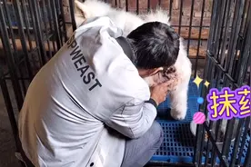 萨摩耶长瘤子，实操治疗，手把手教你