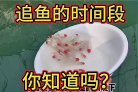 你知道金鱼喜欢在什么时候追鱼吗？这两个时间段密切关注，易发生视频封面