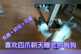 我家这只小黄狗总是喜欢四爪朝天睡觉，又好玩又可爱，很有趣