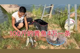 小邓深山养鱼，1条100斤的青鱼可以卖到4万元，打算先养300条试试