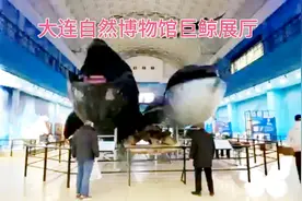 大连自然博物馆巨鲸展厅，国内最大最多巨鲸标本，探寻海洋世界！