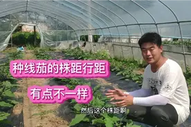 啊甘:线茄种植，株距行距为什么要四行呢？这算是一个成功的尝试视频封面