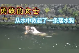 为了救起一条落水的狗，女子果断跳进水，即使体力不支她仍然坚持视频封面