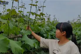 巨峰葡萄开花前顶端摘心，怎样判断开花时间和摘心时间视频封面