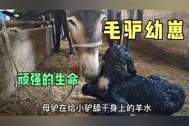 母驴难产了，兽医师傅给它人工助产，顺利挽救回一头可爱的小毛驴视频封面