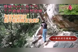 蜜蜂失王为什么要工产？工产雄蜂能和蜂王交尾吗？我的看法很另类视频封面