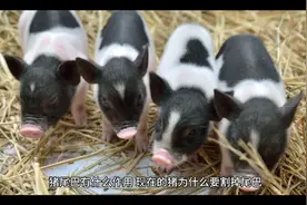 猪尾巴有什么作用，现在的猪为什么要割掉尾巴，对猪是好还是坏？视频封面