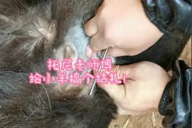 农村传统手艺之给羊做个结扎手术
