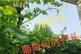 葡萄何时打头，为什么。葡萄穗何时修剪，现在告诉你视频封面